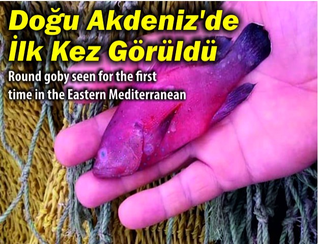 Doğu Akdeniz'de İlk Kez Görüldü