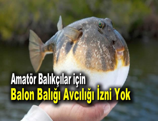 Amatör Balıkçılar için Balon Balığı Avcılığı İzni Yok