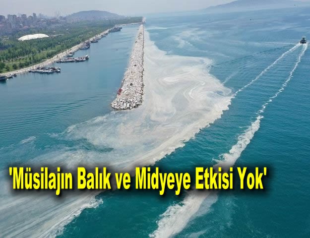 'Müsilajın Balık ve Midyeye Etkisi Yok'