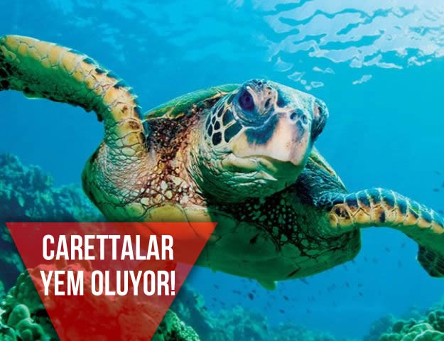 CARETTALAR YEM OLUYOR!