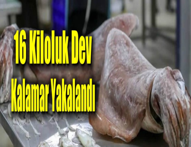 16 Kiloluk Dev Kalamar Yakalandı