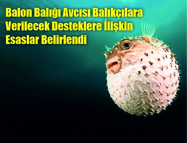 Balon Balığı Avcısı Balıkçılara Verilecek Desteklere İlişkin Esaslar Belirlendi