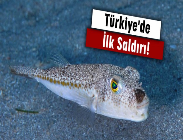 Türkiye'de İlk Saldırı!