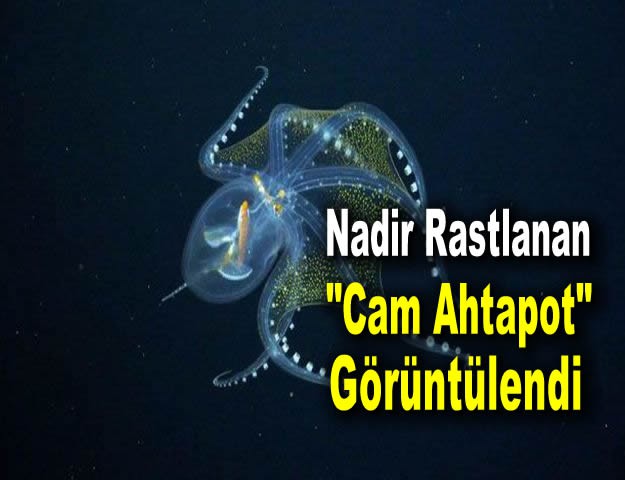 Nadir Rastlanan "Cam Ahtapot" Görüntülendi