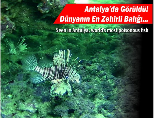 Antalya'da Görüldü! Dünyanın En Zehirli Balığı...