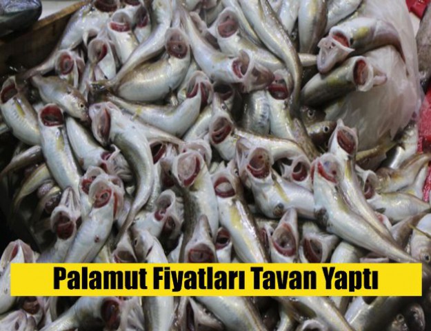 Palamut Fiyatları Tavan Yaptı