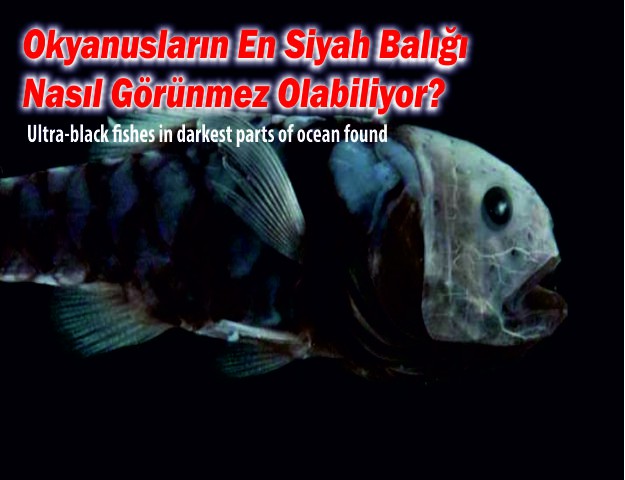 Okyanusların En Siyah Balığı Nasıl Görünmez Olabiliyor?