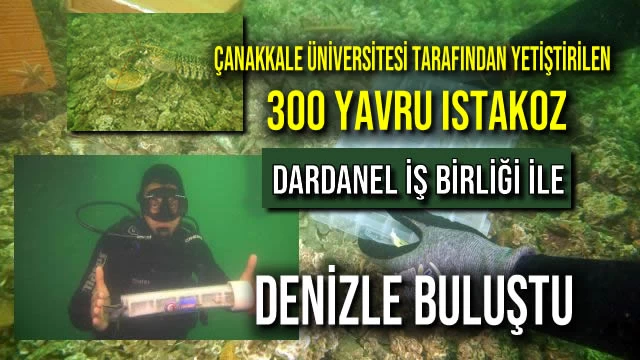 300 Yavru Istakoz Dardanel İş Birliği ile Denizle Buluştu