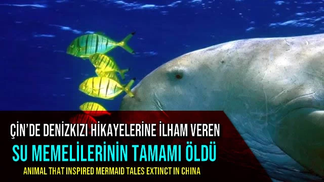 Çin’de Denizkızı Hikayelerine İlham Veren Su Memelilerinin Tamamı Öldü