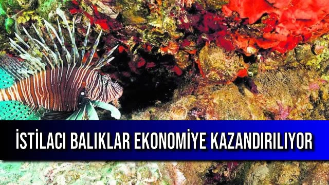 İstilacı Balıklar Ekonomiye Kazandırılıyor