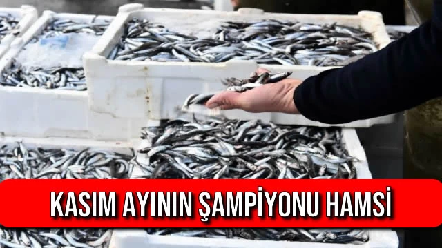 Kasım Ayının Şampiyonu Hamsi