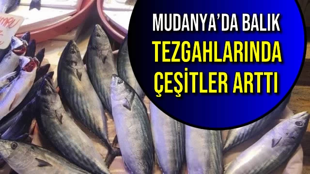 Mudanya’da Balık Tezgahlarında Çeşitler Arttı