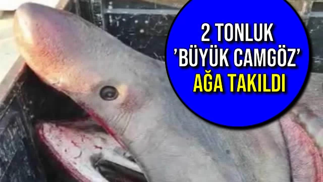 2 Tonluk ’Büyük Camgöz’ Ağa Takıldı!