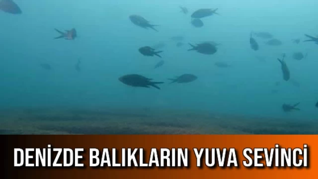 Denizde Balıkların Yuva Sevinci