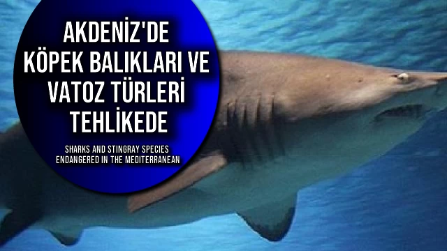 Akdeniz'de Köpek Balıkları ve Vatoz Türleri Tehlikede