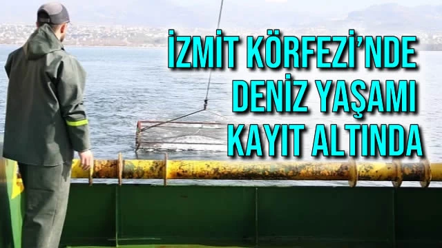 İzmit Körfezi’nde Deniz Yaşamı Kayıt Altında