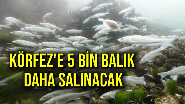 Körfeze 5 Bin Balık Daha Salınacak