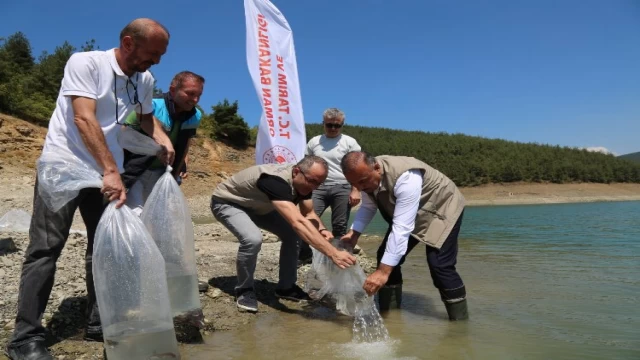 Bursa’da 5 bin yayın balığı Demirtaş’a bırakıldı
