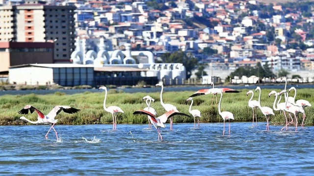 Doğaseverler İzmir’de bu festivali bekliyor
