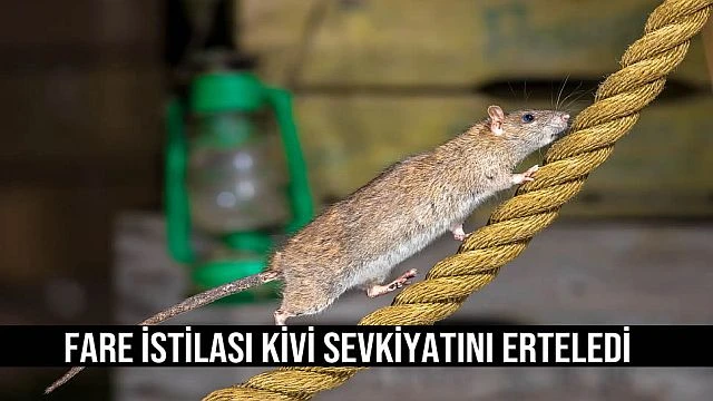 Fare İstilası Kivi Sevkiyatını Erteledi