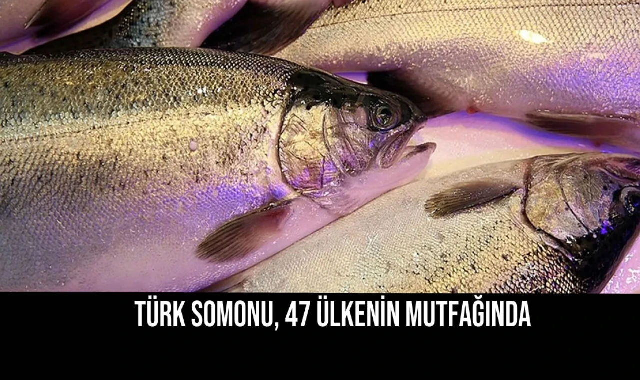 Türk somonu, 47 ülkenİn mutfağında