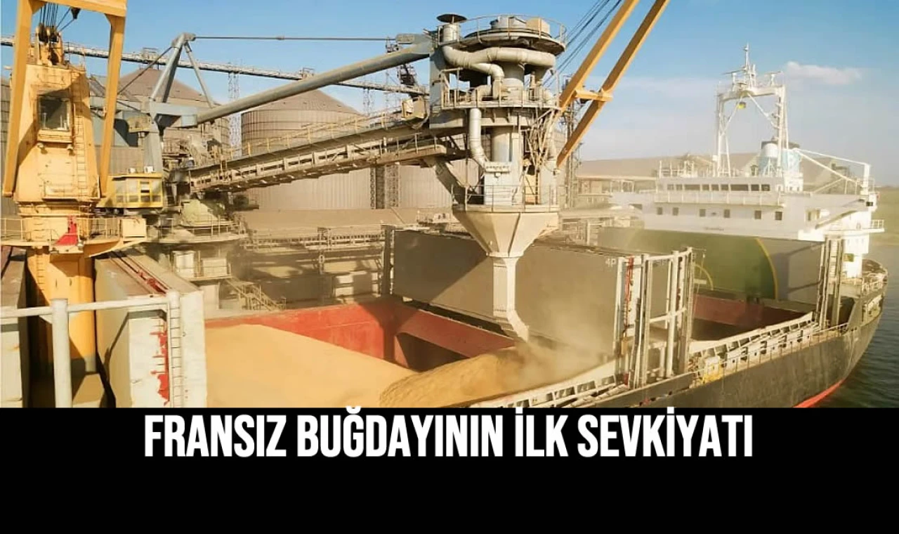 Fransız Buğdayının İlk Sevkiyatı