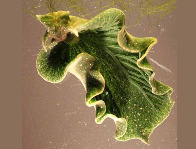 Fotosentez Yapan Deniz Salyangozu Keşfedildi