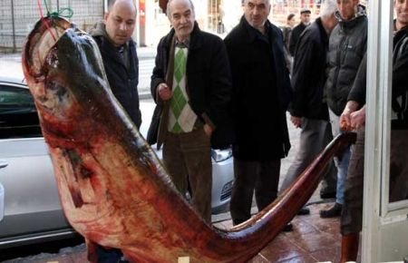 227 Kiloluk Balık Ağlara Takıldı