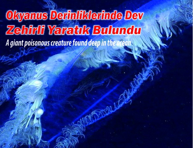 Okyanus Derinliklerinde Dev Zehirli Yaratık Bulundu