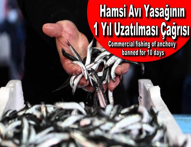 Hamsi Avı Yasağının 1 Yıl Uzatılması Çağrısı