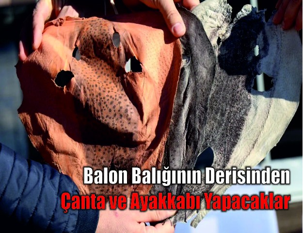 Balon Balığının Derisinden Çanta ve Ayakkabı Yapacaklar