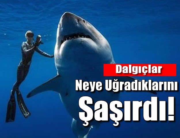 Dalgıçlar Neye Uğradıklarını Şaşırdı!