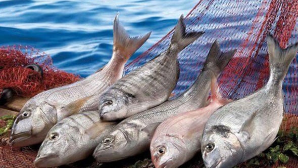 Balıkçılar Bakanlık istiyor