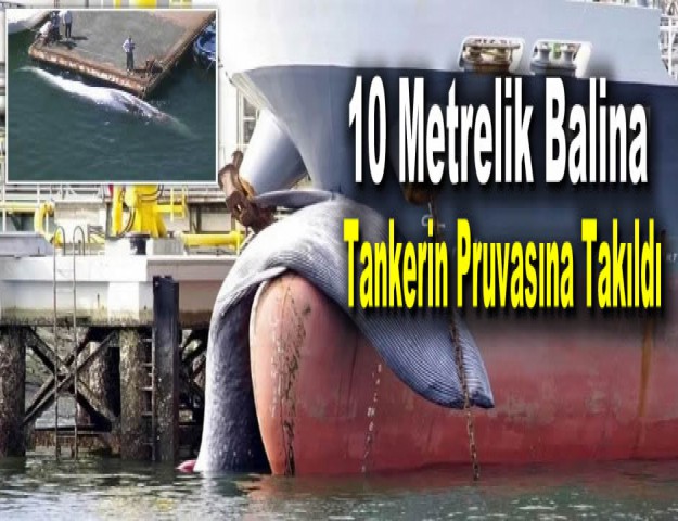 10 Metrelik Balina Tankerin Pruvasına Takıldı