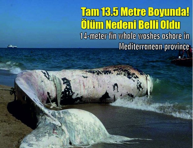 Tam 13.5 Metre Boyunda! Ölüm Nedeni Belli Oldu