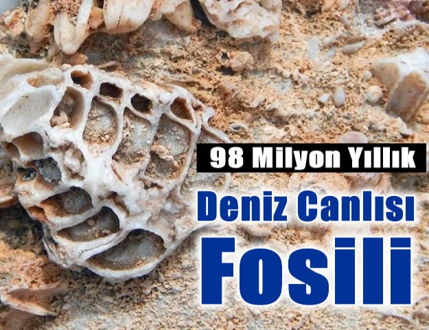 98 Milyon Yıllık Deniz Canlısı Fosili