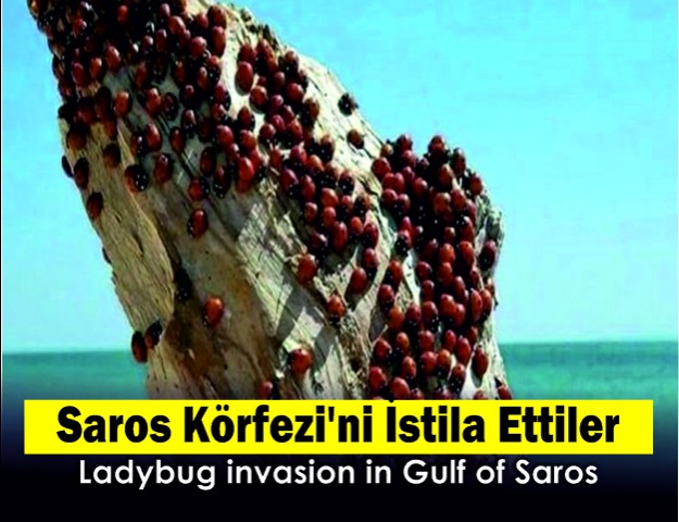 Saros Körfezi'ni İstila Ettiler