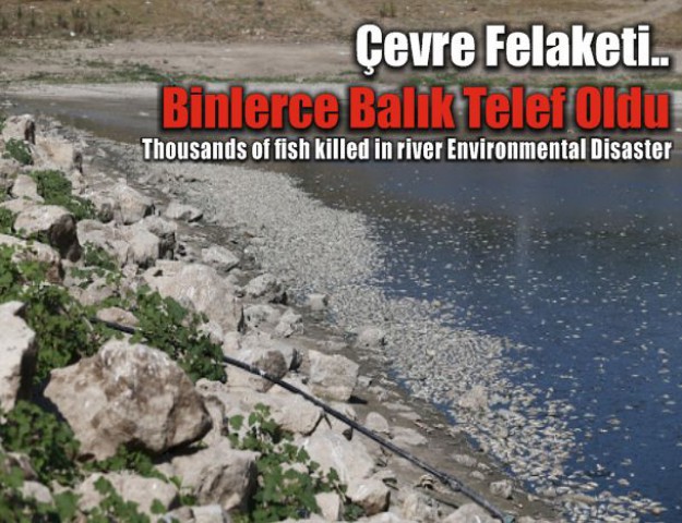 Çevre Felaketi...Binlerce Balık Telef Oldu