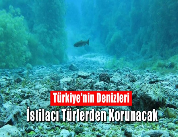 Türkiye'nin Denizleri İstilacı Türlerden Korunacak