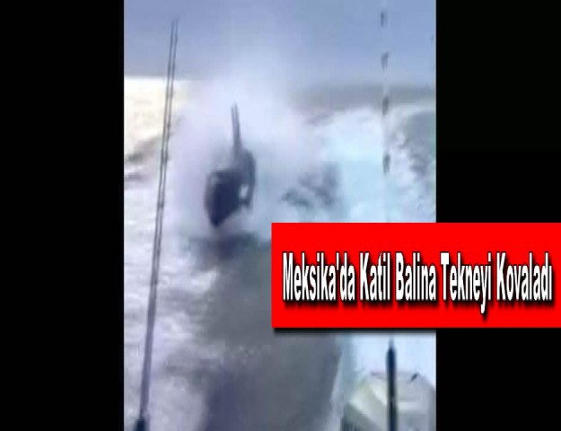 Meksika'da Katil Balina Tekneyi Kovaladı