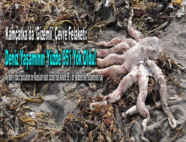 Kamçatka'da 'Gizemli' Çevre Felaketi: Deniz Yaşamının Yüzde 95'i Yok Oldu!
