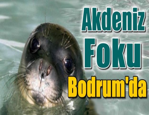 Akdeniz Foku Bodrum'da