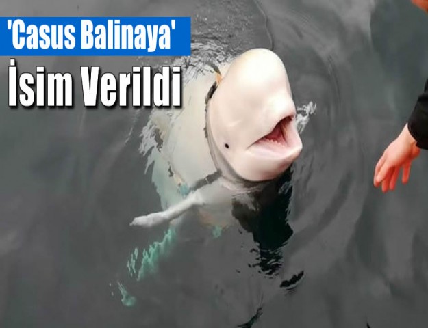 'Casus Balinaya' İsim Verildi