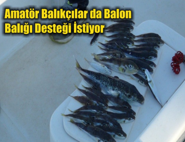 Amatör Balıkçılar da Balon Balığı Desteği İstiyor