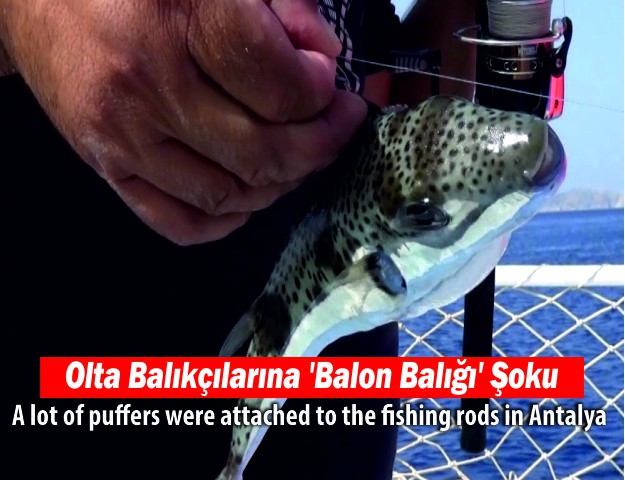 Olta Balıkçılarına 'Balon Balığı' Şoku