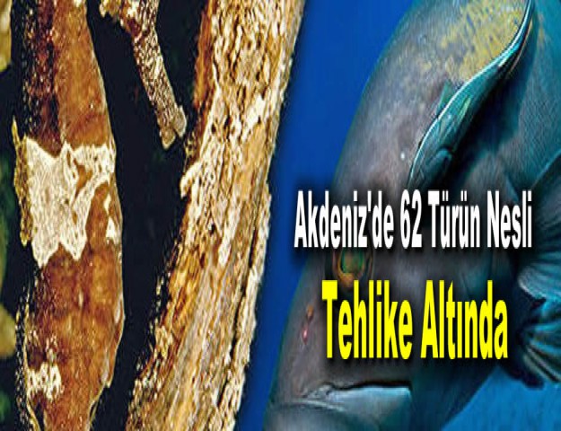 Akdeniz'de 62 Türün Nesli Tehlike Altında