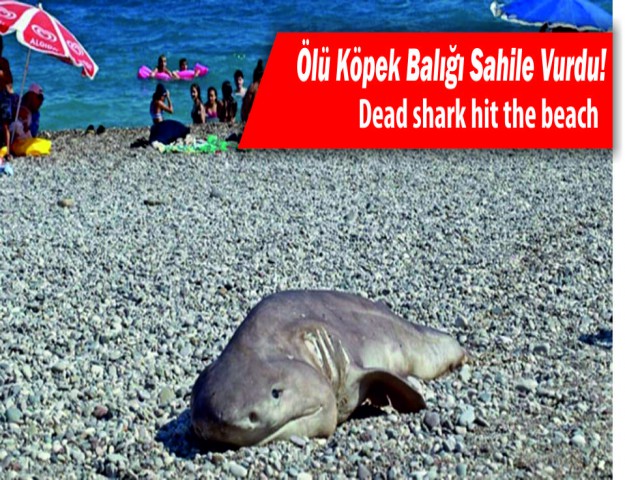 Ölü Köpek Balığı Sahile Vurdu