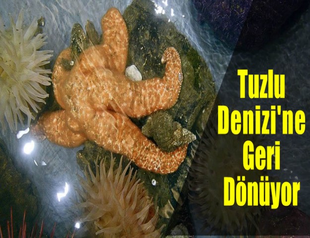Tuzlu Denizi'ne Geri Dönüyor
