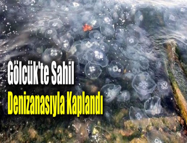 Gölcük'te Sahil Denizanasıyla Kaplandı