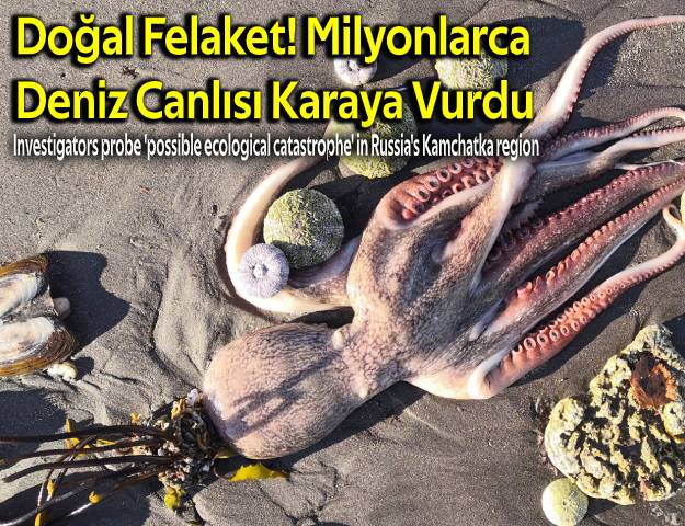 Doğal Felaket! Milyonlarca Deniz Canlısı Karaya Vurdu